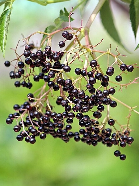 Image of Sambucus canadensis