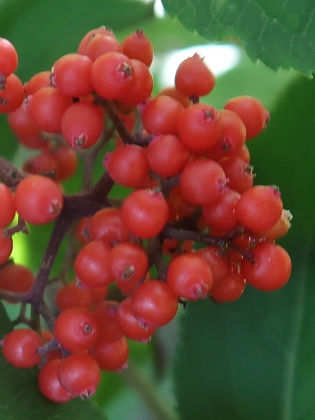 Image of Sambucus racemosa