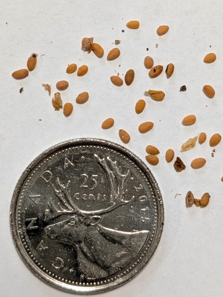 Image of Sambucus racemosa