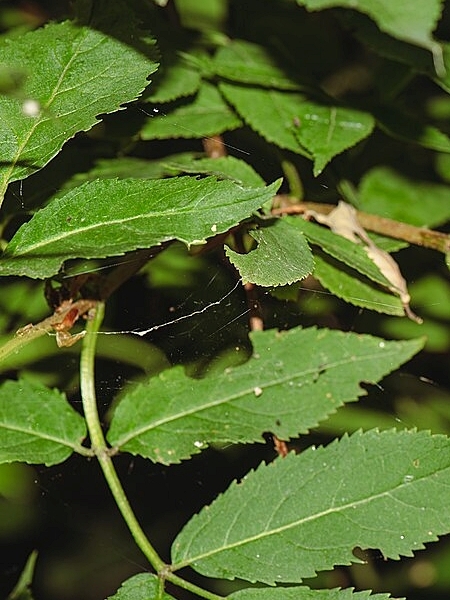 Image of Sambucus racemosa