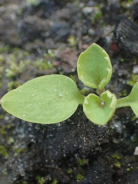 Image of Sambucus racemosa