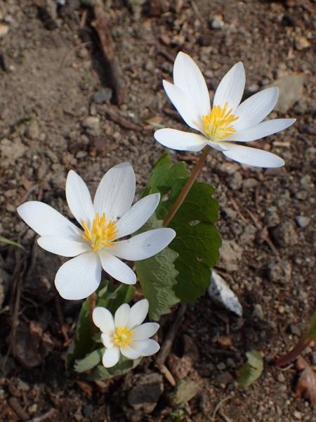 image for Sanguinaria canadensis