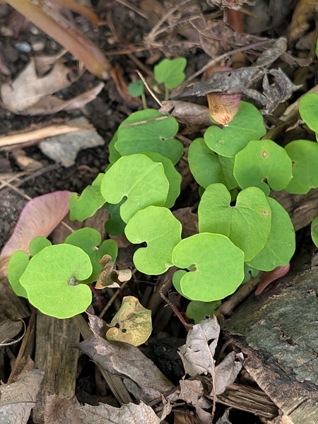 Image of Sanguinaria canadensis