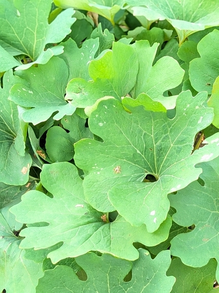 Image of Sanguinaria canadensis