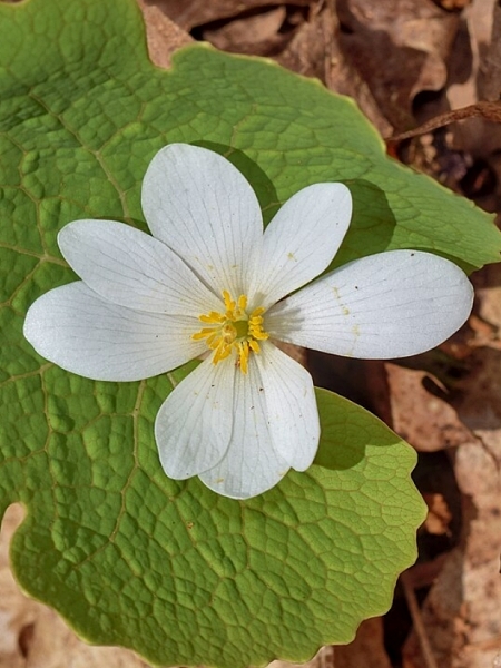 Image of Sanguinaria canadensis