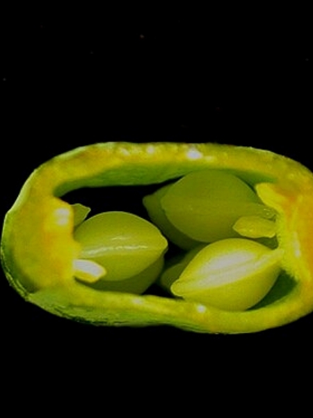 Image of Sanguinaria canadensis