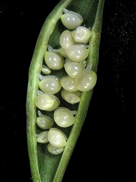Image of Sanguinaria canadensis