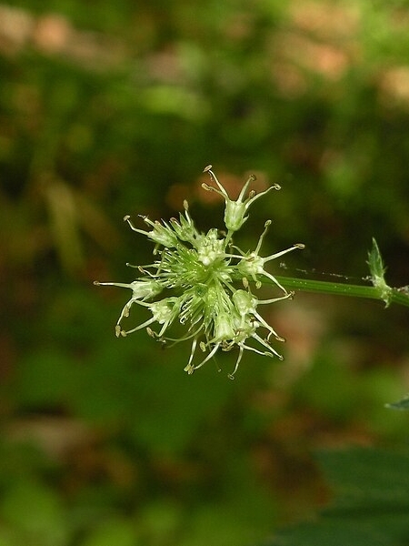 Image of Sanicula marilandica
