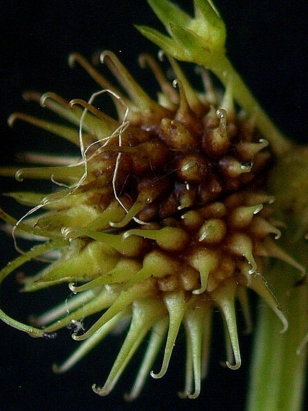 Image of Sanicula marilandica