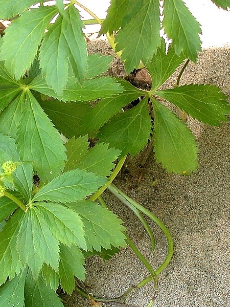 Image of Sanicula marilandica