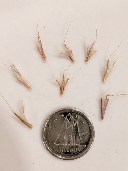 Image of Schizachyrium scoparium