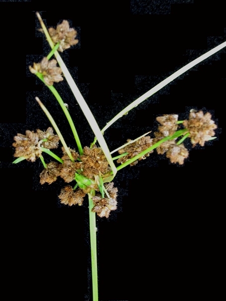 Image of Scirpus atrovirens