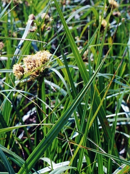 Image of Scirpus atrovirens