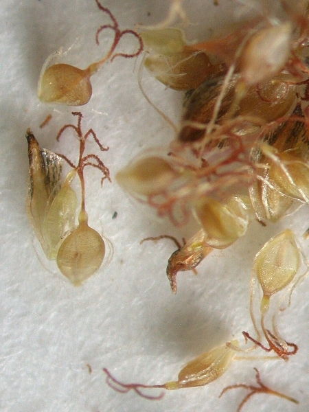 Image of Scirpus atrovirens