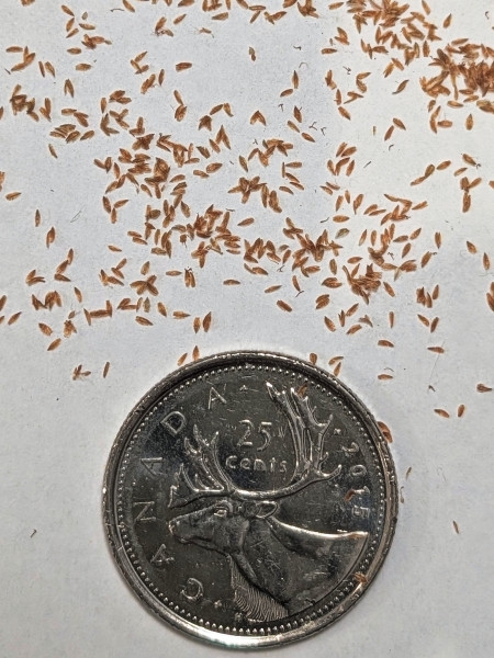 Image of Scirpus cyperinus