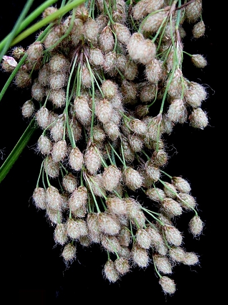 Image of Scirpus cyperinus