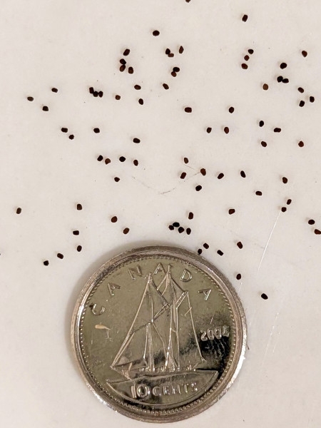 Image of Scrophularia lanceolata