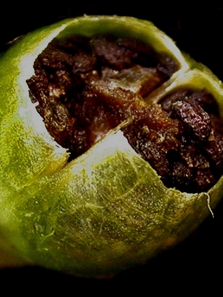 Image of Scrophularia lanceolata
