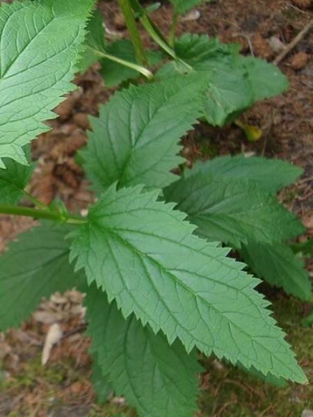 Image of Scrophularia lanceolata