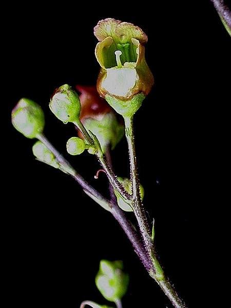 Image of Scrophularia lanceolata