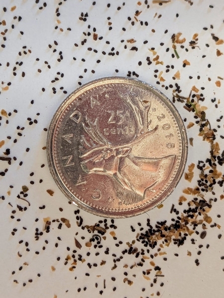 Image of Scrophularia marilandica