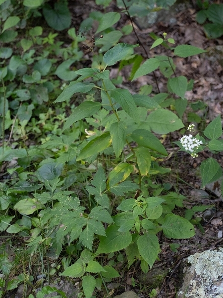 Image of Scrophularia marilandica
