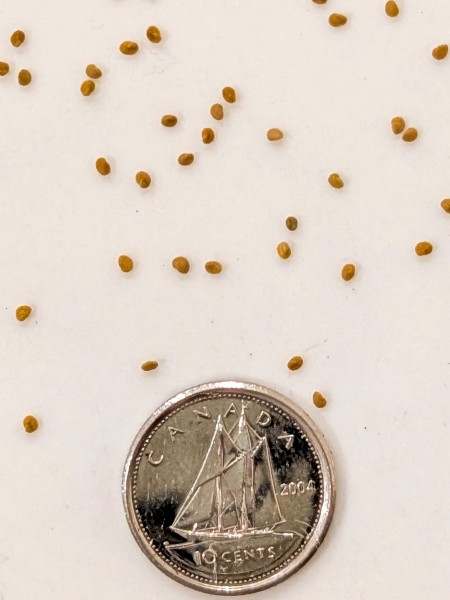 Image of Scutellaria lateriflora