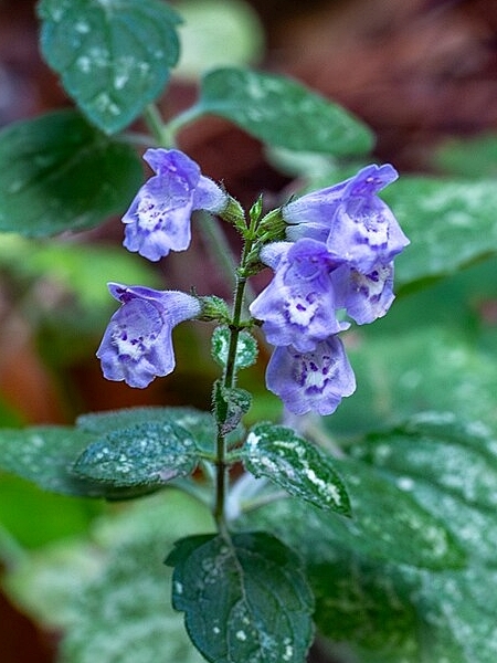 Image of Scutellaria lateriflora