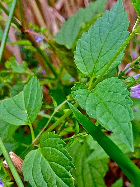 Image of Scutellaria lateriflora