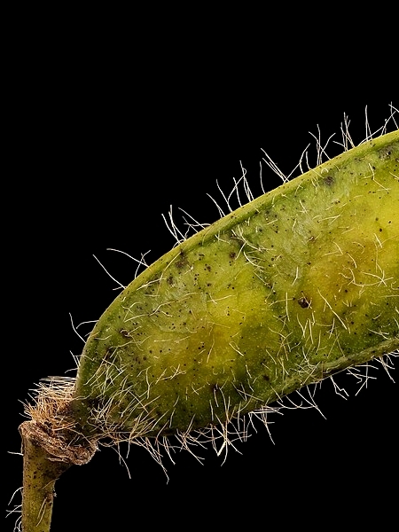 Image of Senna hebecarpa