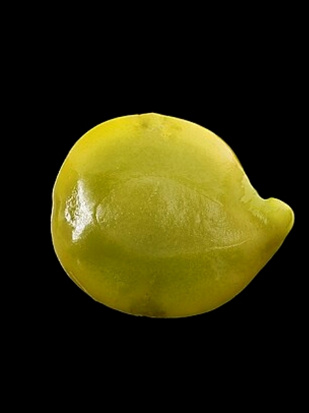 Image of Senna hebecarpa