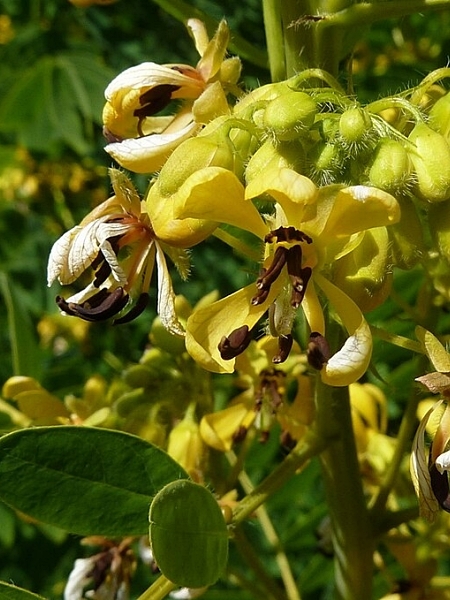 Image of Senna hebecarpa