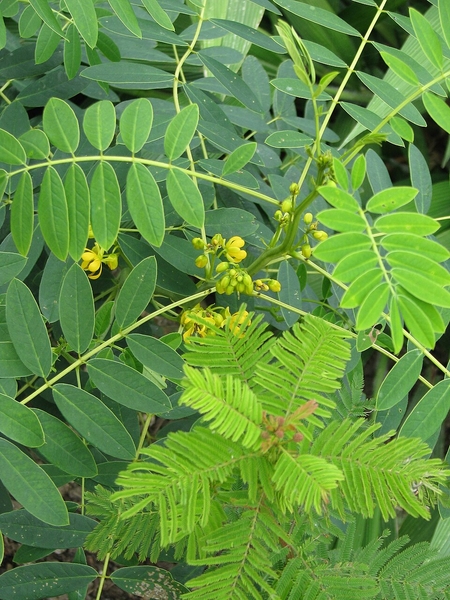 Image of Senna hebecarpa