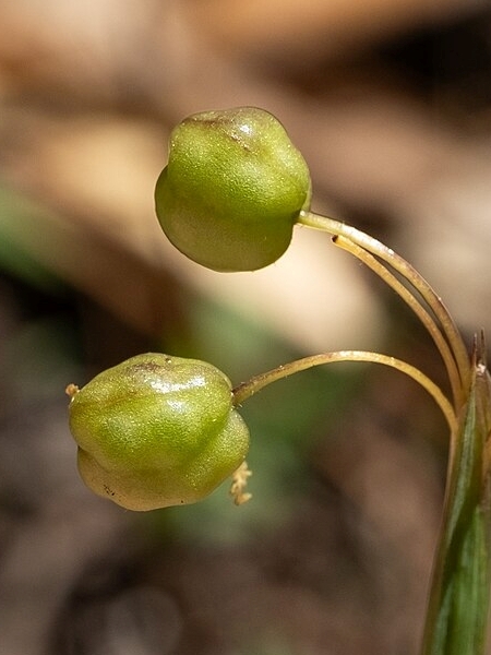 Image of Sisyrinchium angustifolium