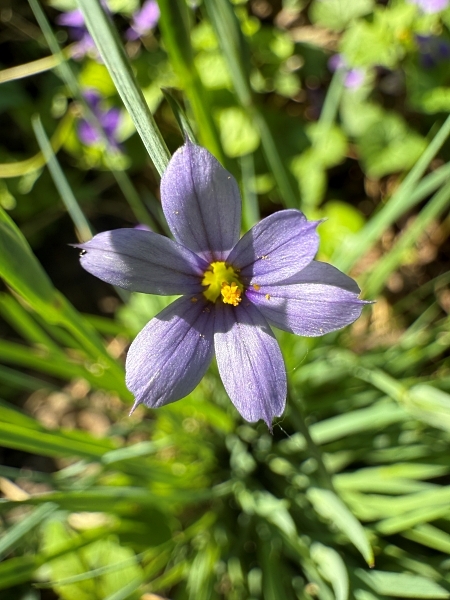 Image of Sisyrinchium angustifolium