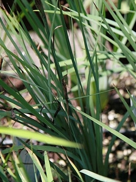 Image of Sisyrinchium angustifolium