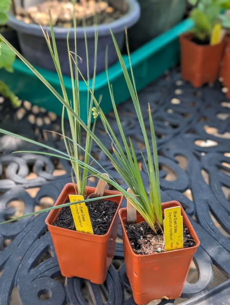 Image of Sisyrinchium angustifolium