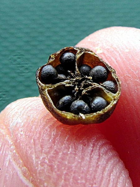 Image of Sisyrinchium angustifolium