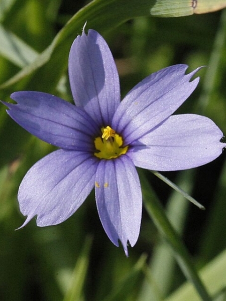 Image of Sisyrinchium montanum