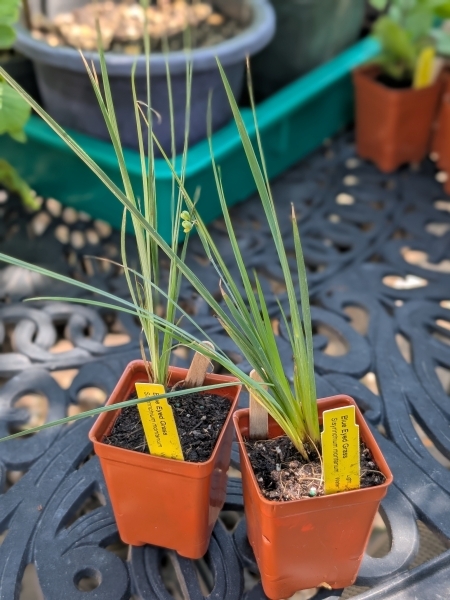 Image of Sisyrinchium montanum