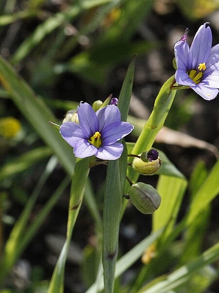Image of Sisyrinchium montanum