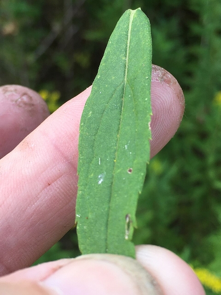 Image of Solidago altissima