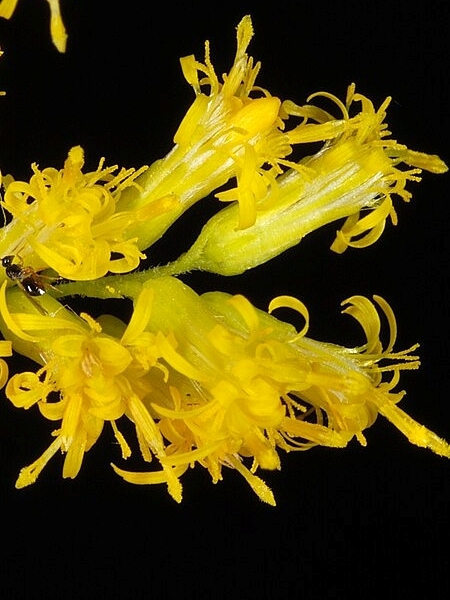 Image of Solidago altissima