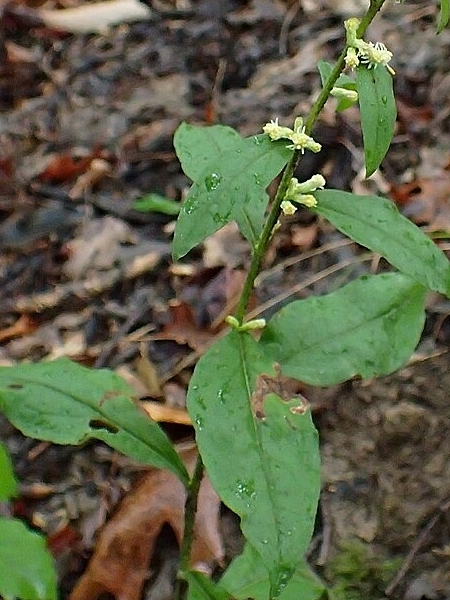 Image of Solidago bicolor