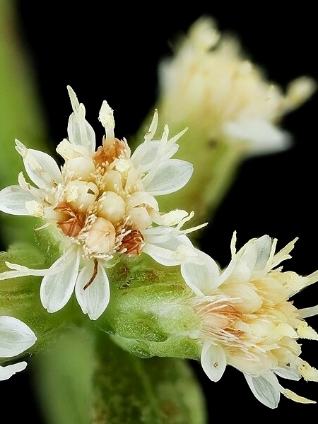 Image of Solidago bicolor