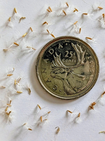 Image of Solidago caesia