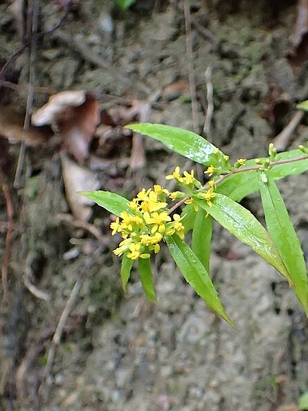 Image of Solidago caesia
