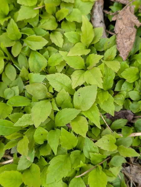 Image of Solidago caesia