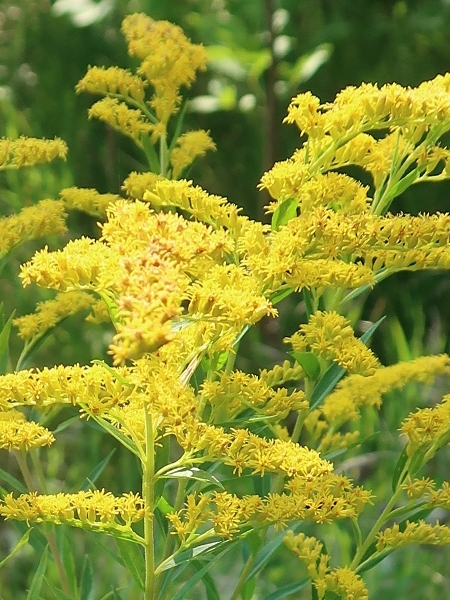 Image of Solidago canadensis
