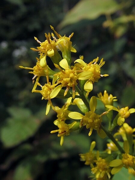 Image of Solidago flexicaulis